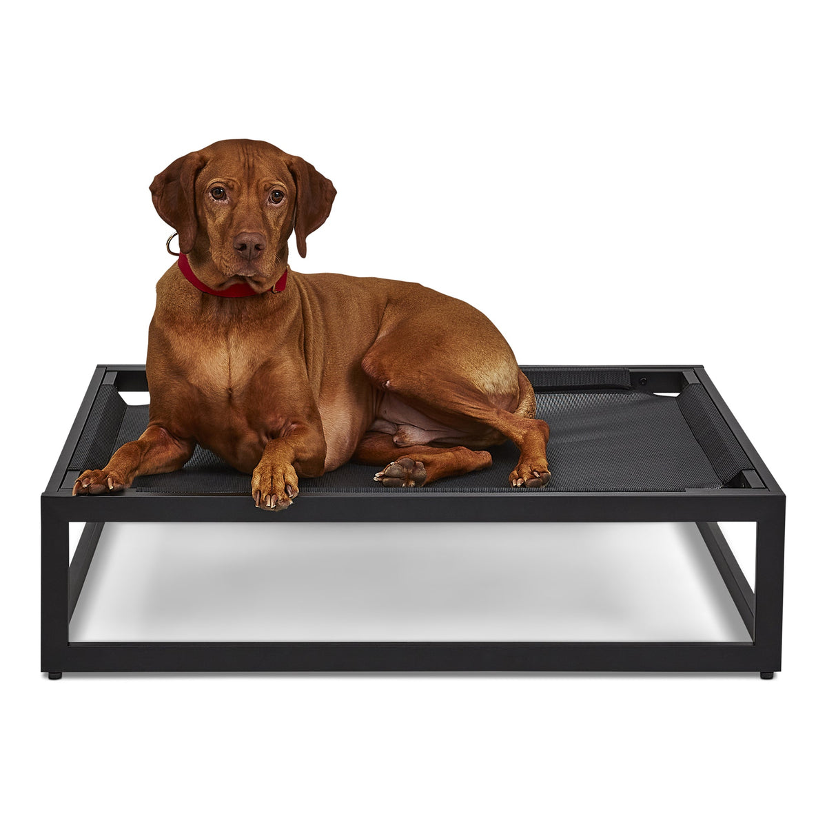 The Up Pup Cot