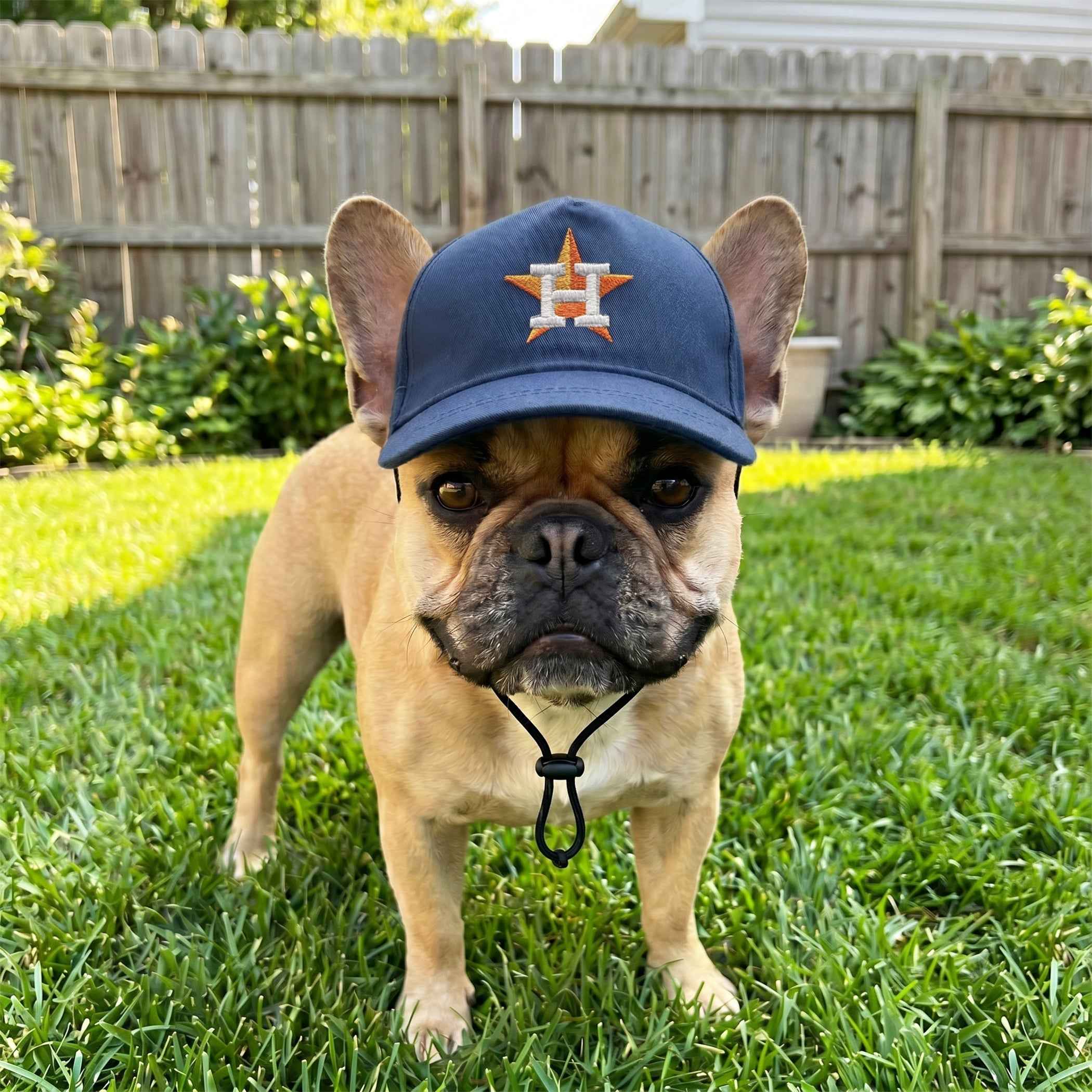 MLB Houston Astros Dog Hat