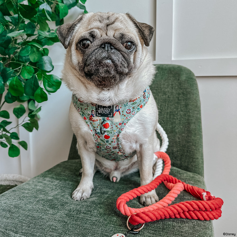 Dog Rope Leash - Disneys Snow White
