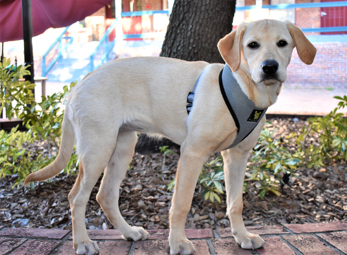 EcoBark – Gray Max Comfort Dog Harness