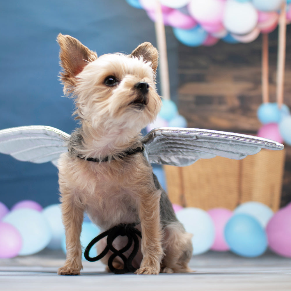 DOGO Angel Dog Costume Wings