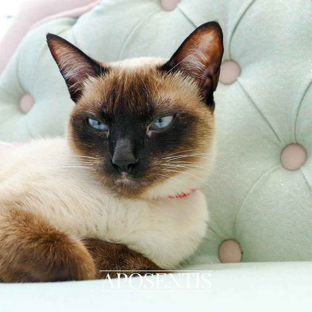 Jackelyn Bespoke Luxury Dog and Cat Bed