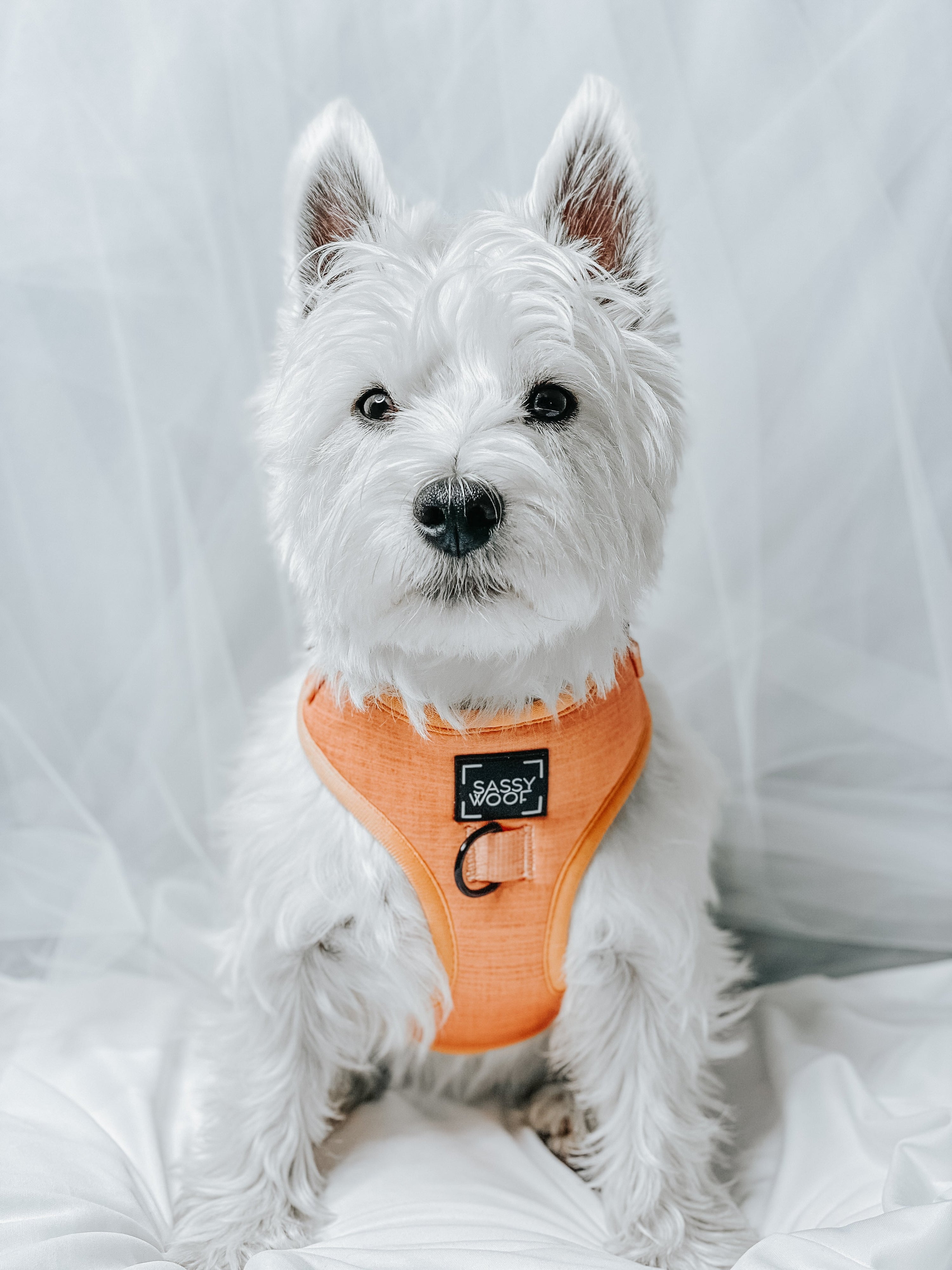 Dog Adjustable Harness - Apple Cider