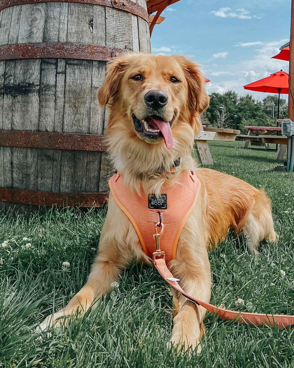 Dog Leash - Apple Cider