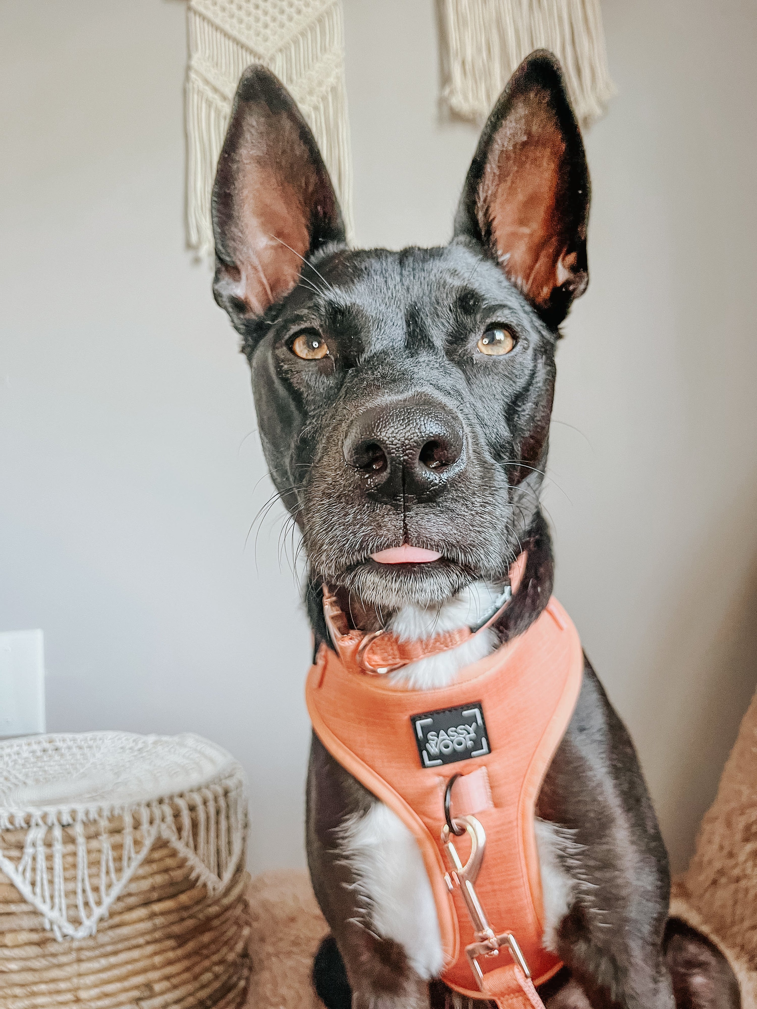Dog Collar - Apple Cider