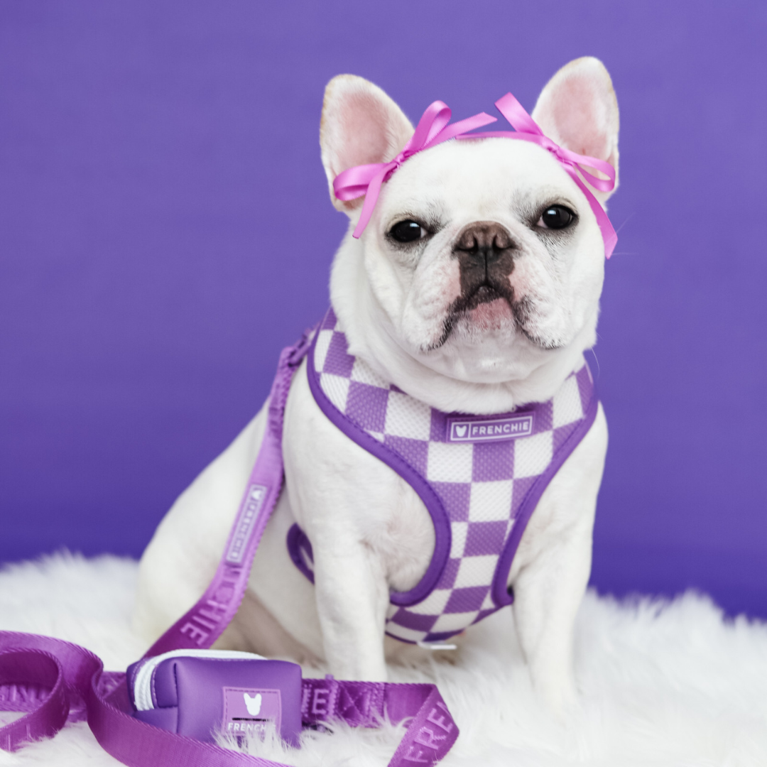 Frenchie Duo Reversible Harness - LA Purple