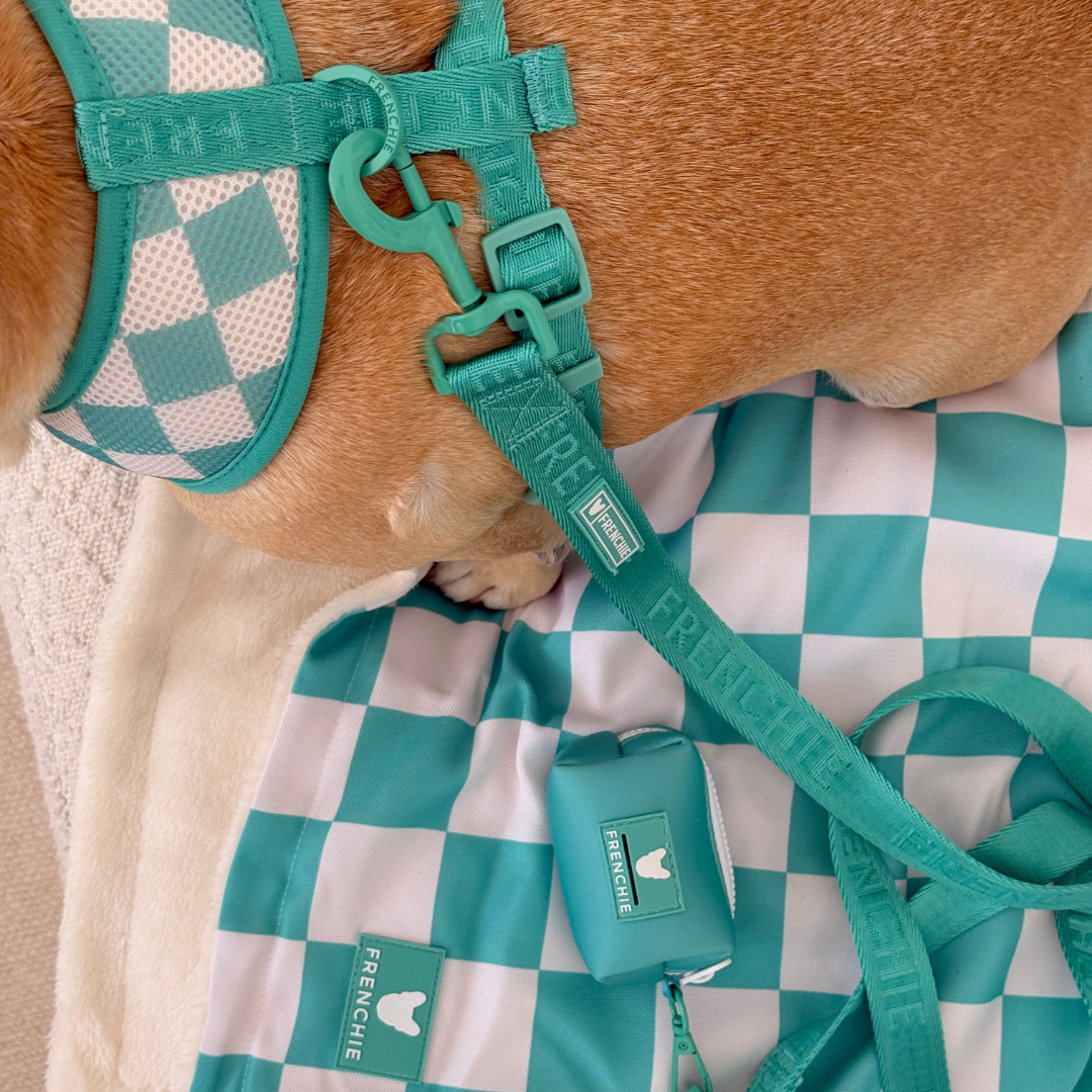 Frenchie Comfort Leash - Aqua