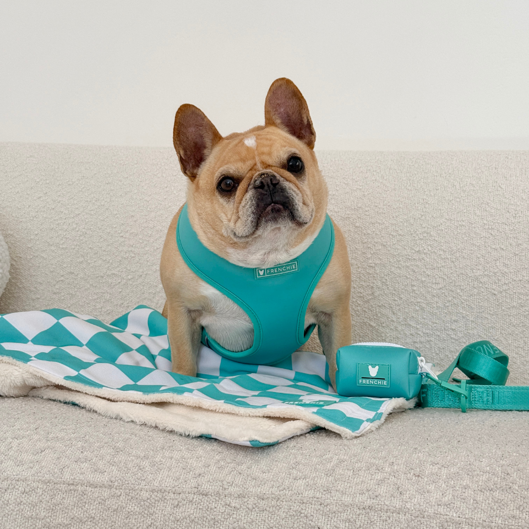 Frenchie Duo Reversible Harness - Aqua