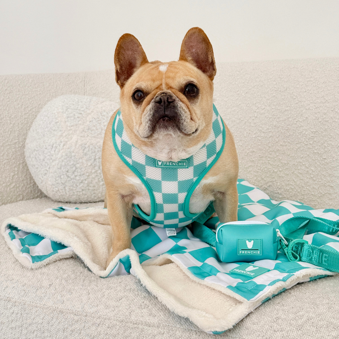 Frenchie Duo Reversible Harness - Aqua