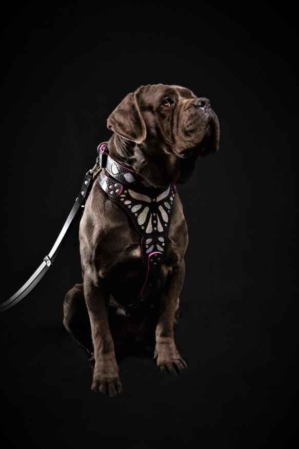 Bestia Ariel Leather Dog Harness