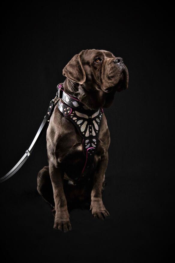 Bestia Dog Gear Genuine Leather Dog Harness - Pink/M 