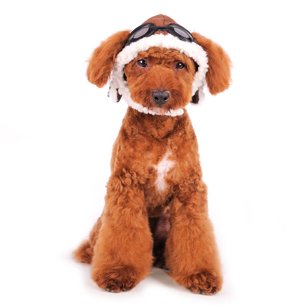 DOGO Aviator Dog Winter Hat