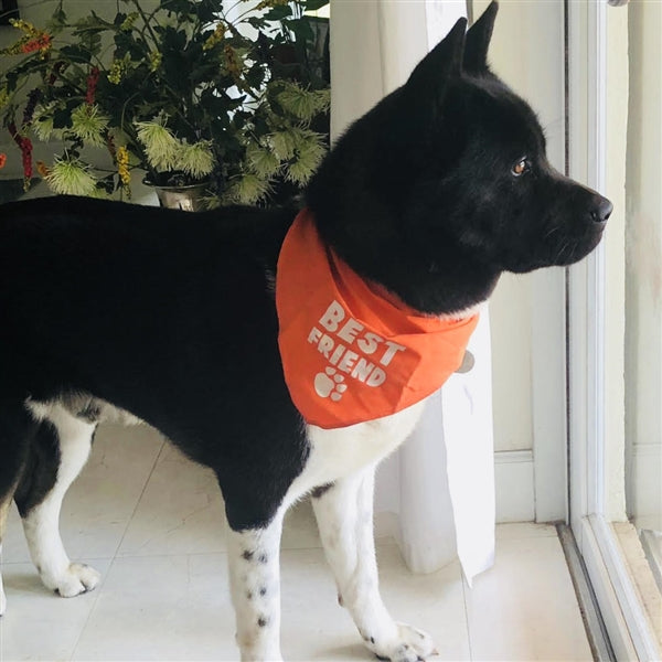 Parisian Pet Best Friend Bandana-Orange