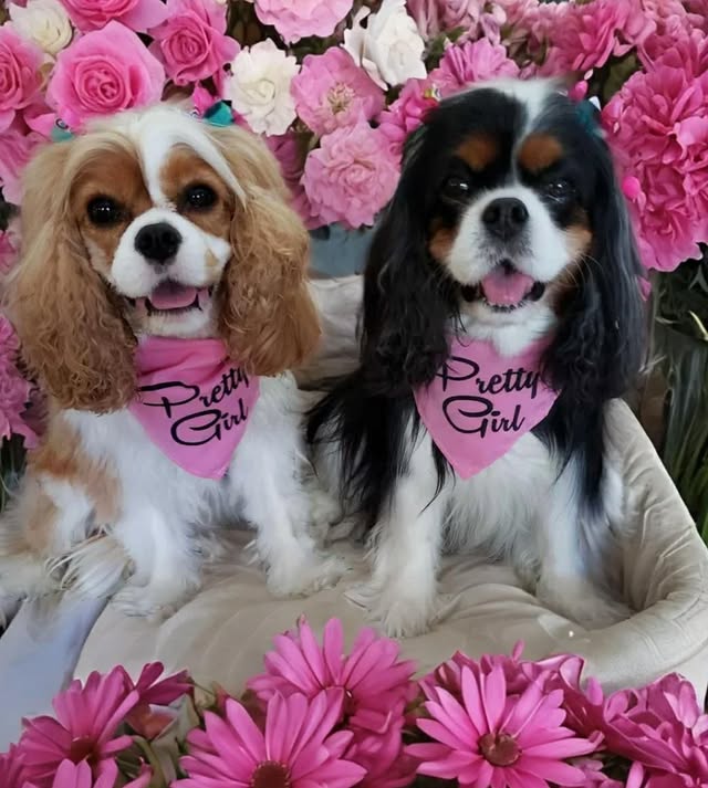 Parisian Pet Pretty Girl Bandana-Pink