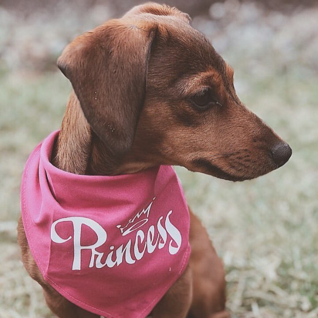 Parisian Pet Princess Bandana for Dogs & Cats - Stylish, Trendy, Comfortable Pink Dog Bandana for Special Occasions