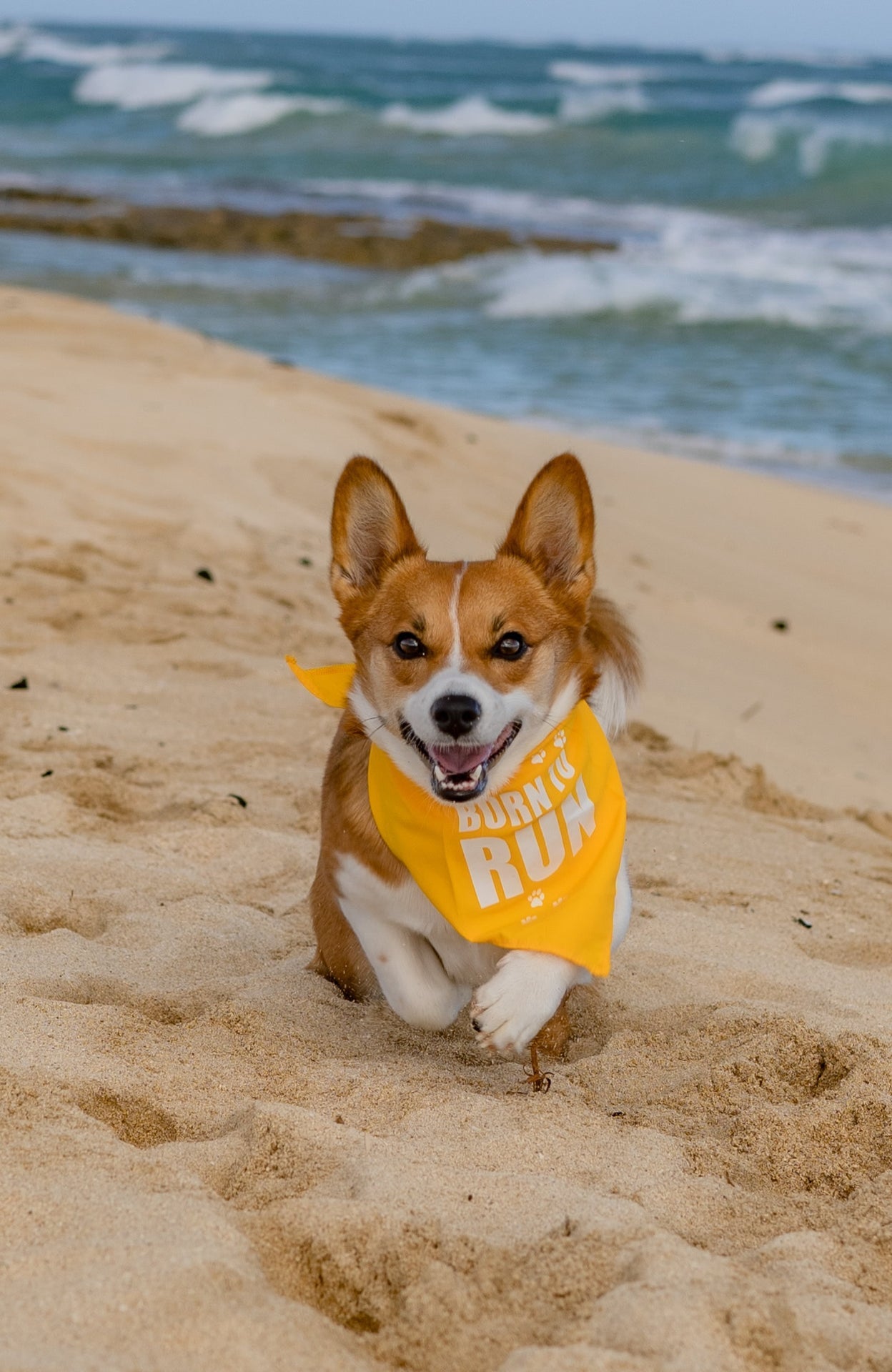 Parisian Pet Born to Run Bandana-Yellow