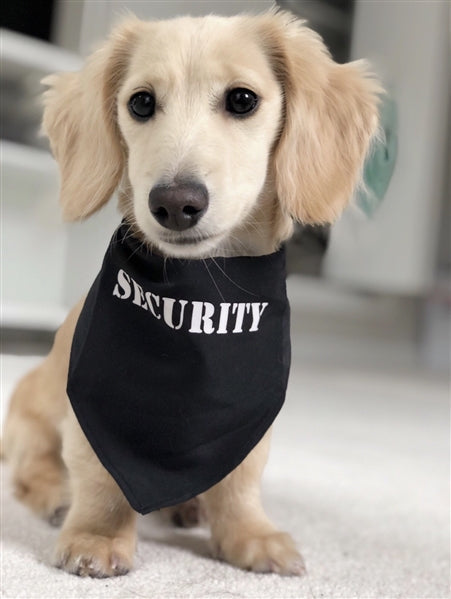 Parisian Pet Security Bandana-Black