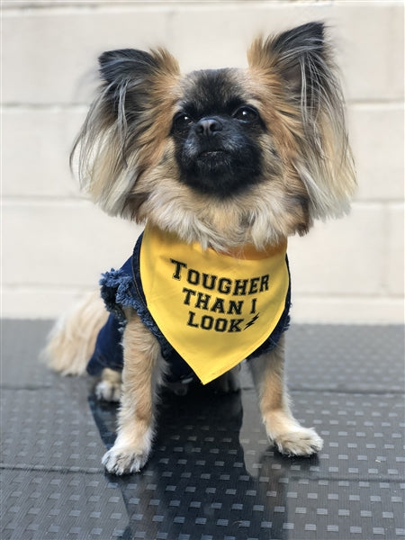Parisian Pet Tougher Than I Look Bandana - Comfortable, Stylish Yellow Dog & Cat Bandana, Trendy Design