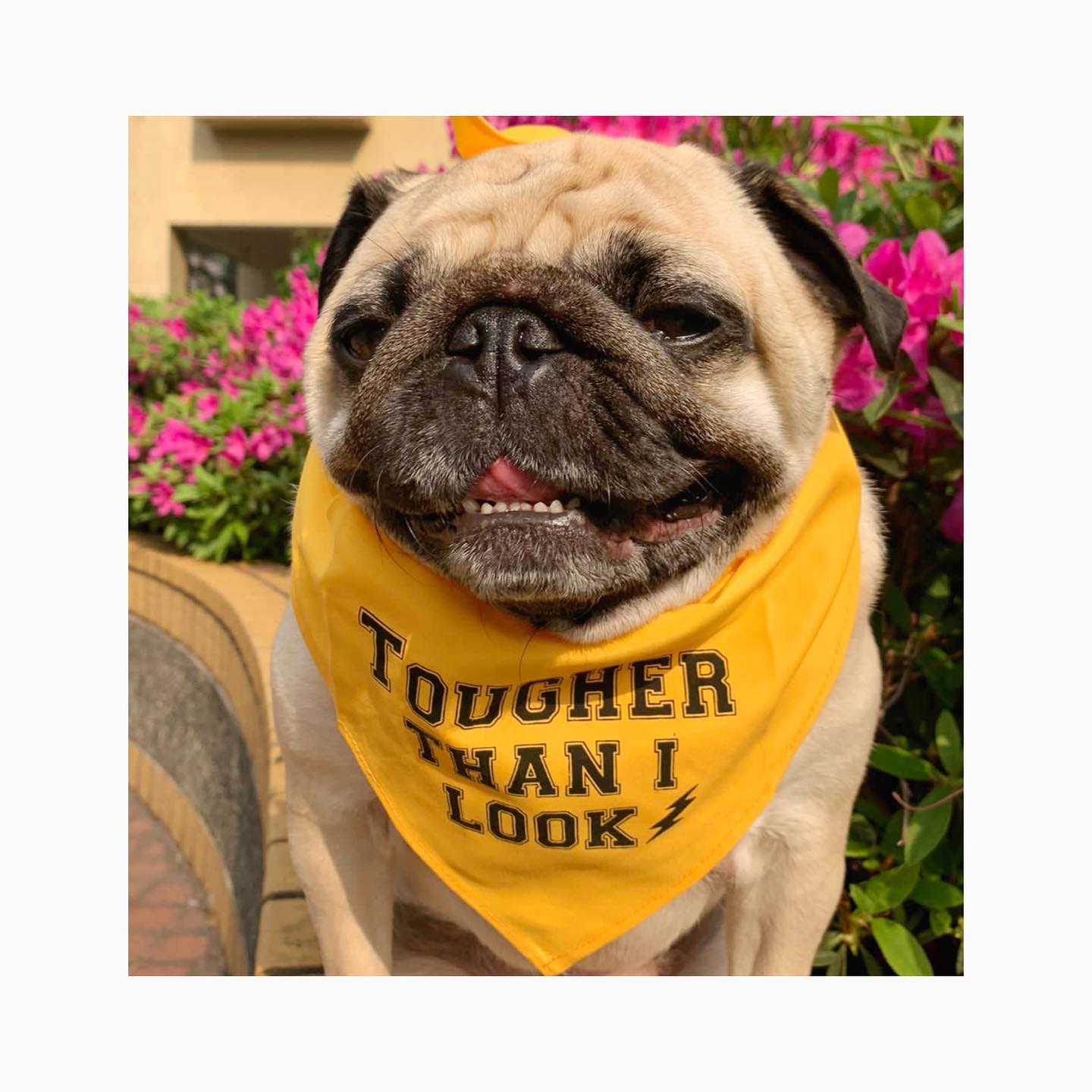 Parisian Pet Tougher Than I Look Bandana - Comfortable, Stylish Yellow Dog & Cat Bandana, Trendy Design