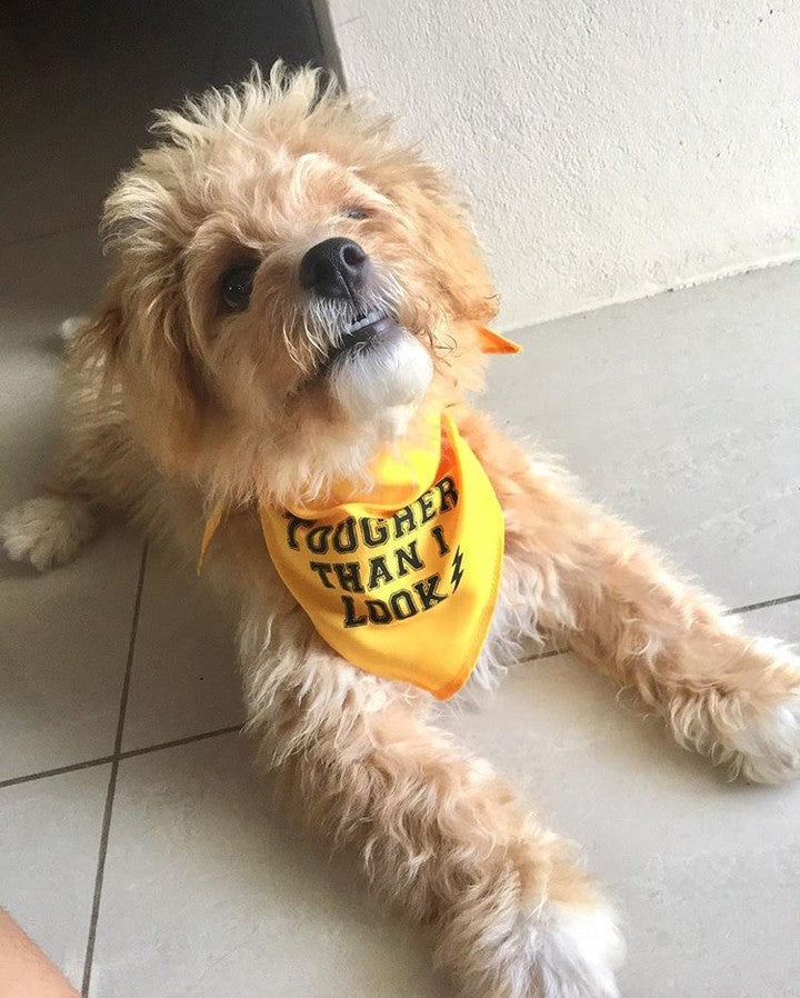 Parisian Pet Tougher Than I Look Bandana-Yellow