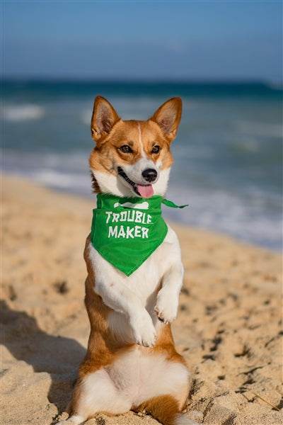 Parisian Pet Trouble Maker Bandana for Dogs & Cats - Fun, Comfortable, Trendy Green Pet Fashion Accessory-Saint Patricks Day