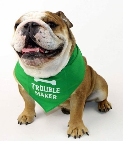 Parisian Pet Trouble Maker Bandana for Dogs & Cats - Fun, Comfortable, Trendy Green Pet Fashion Accessory-Saint Patricks Day