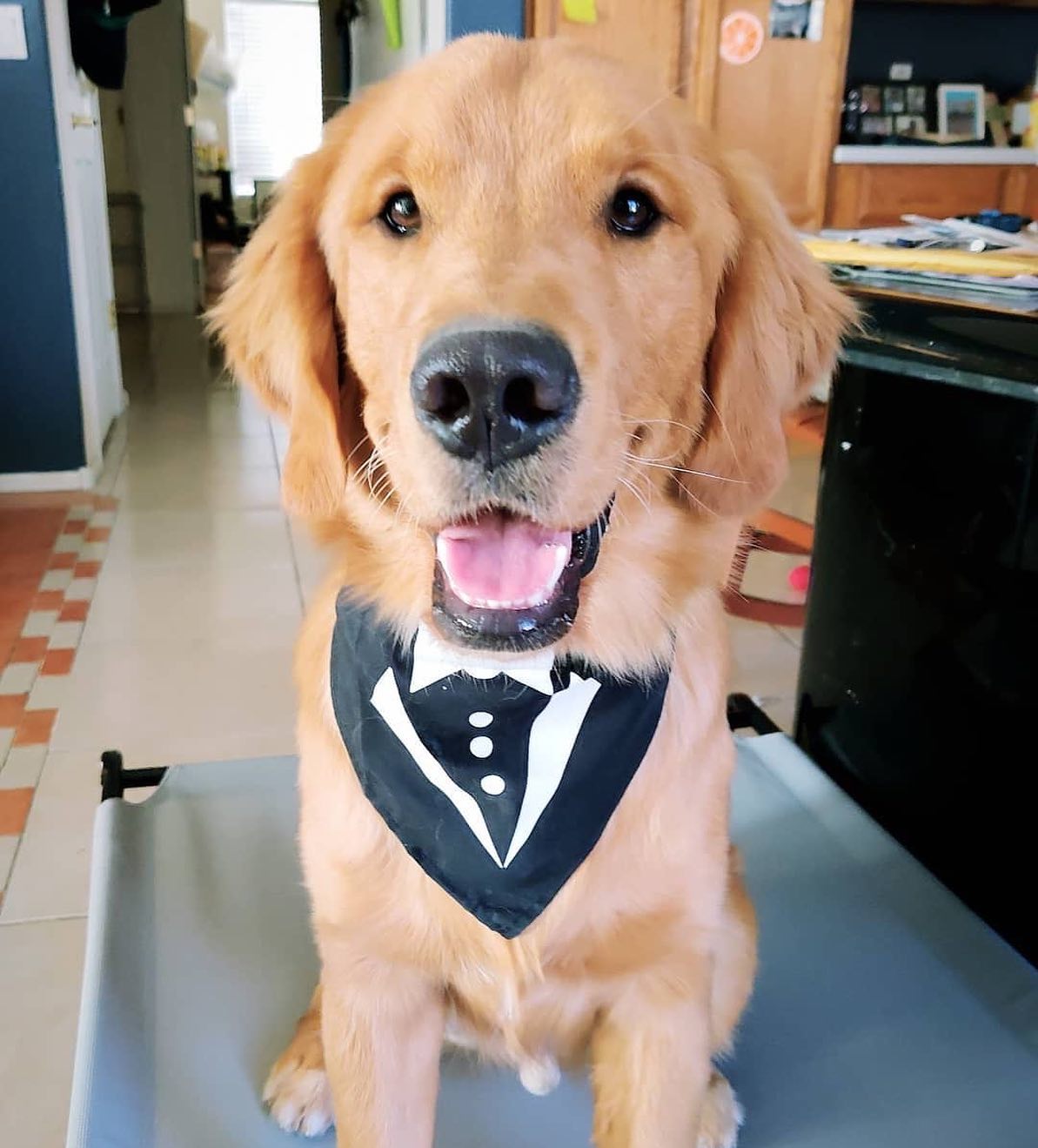 Parisian Pet Tuxedo Bandana - Comfortable, Trendy Formal Black Bandana for Dogs & Cats, Perfect for Special Events