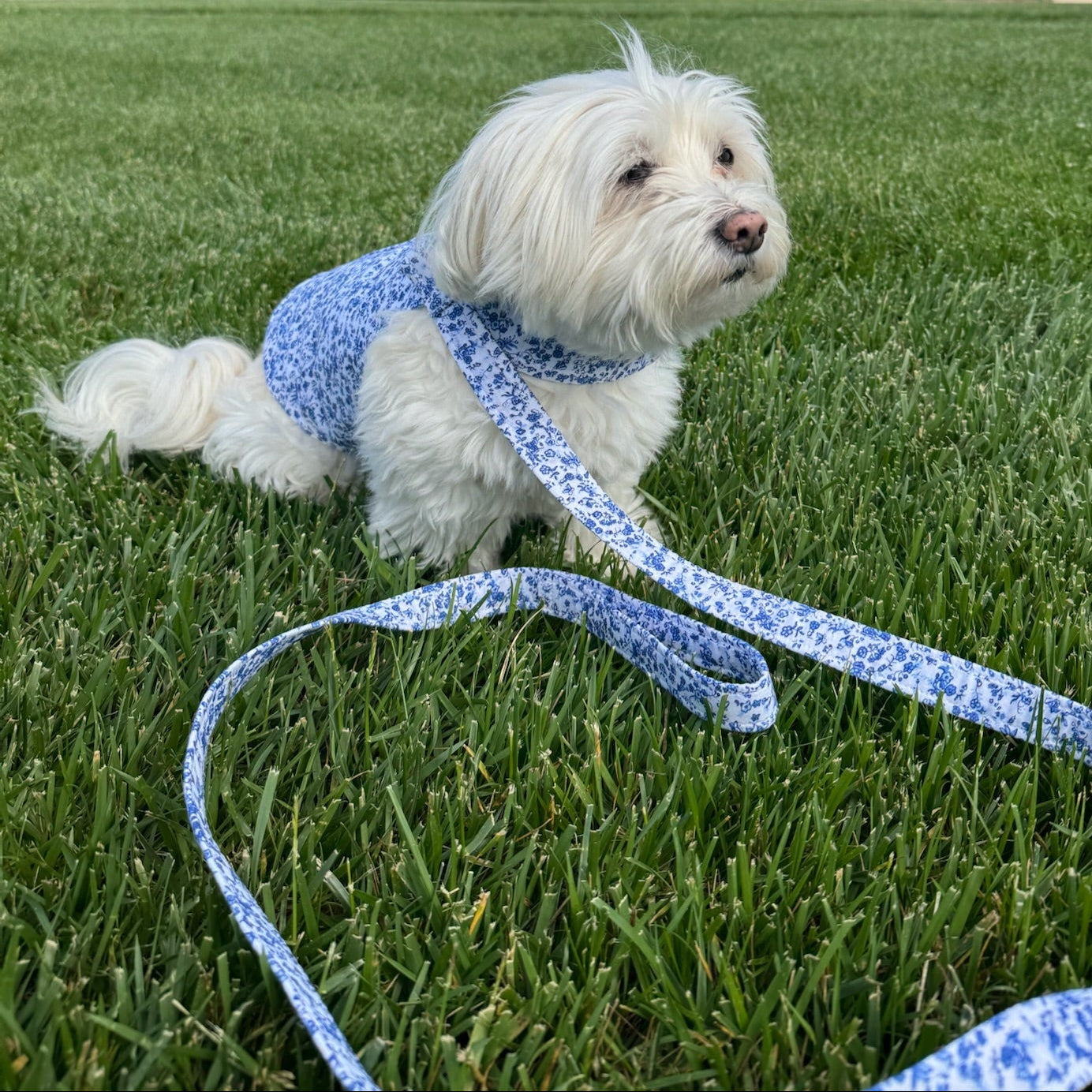 Blue Floral Toile Harness