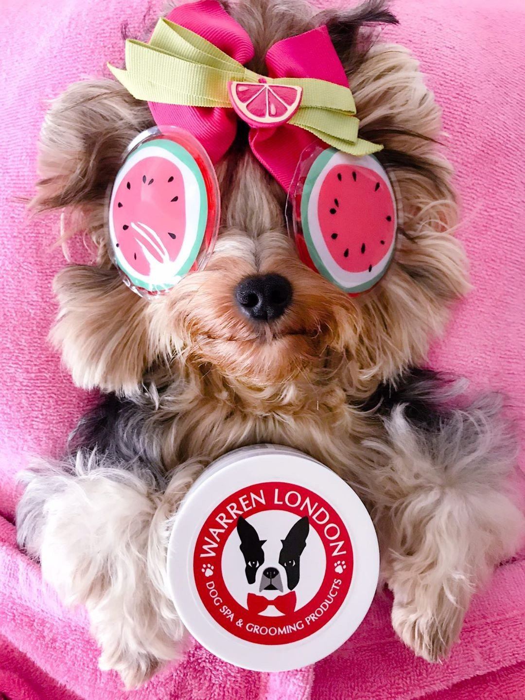 Hydrating Butter Balm - For Nose and Paws - HT Animal Supply