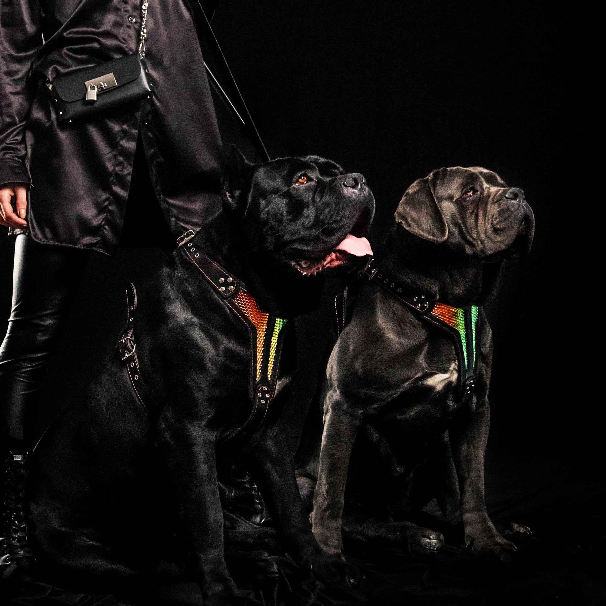 Bestia D'Albertis Limited Edition Leather Dog Harness