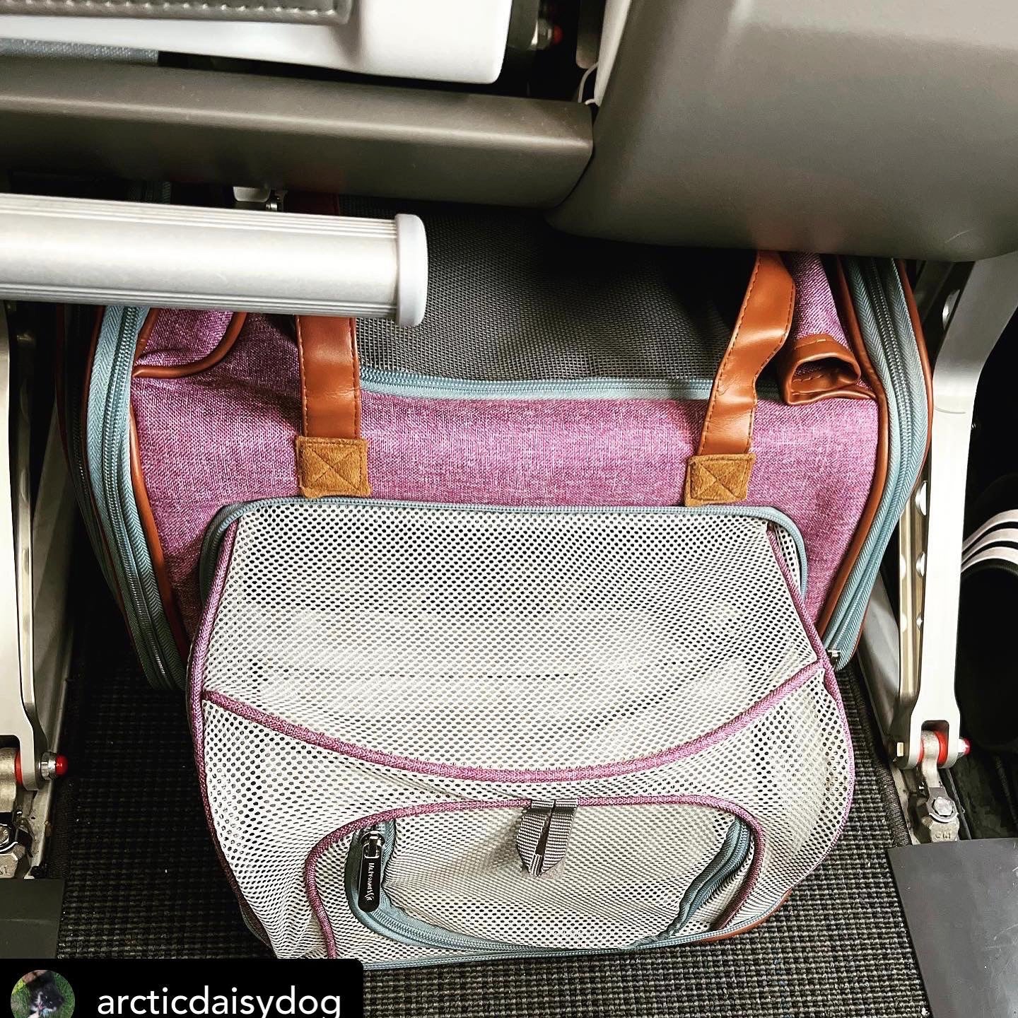 Mr. Peanuts Gold Series Big Apple XL Size Airline Compliant Expandable Pet Carrier