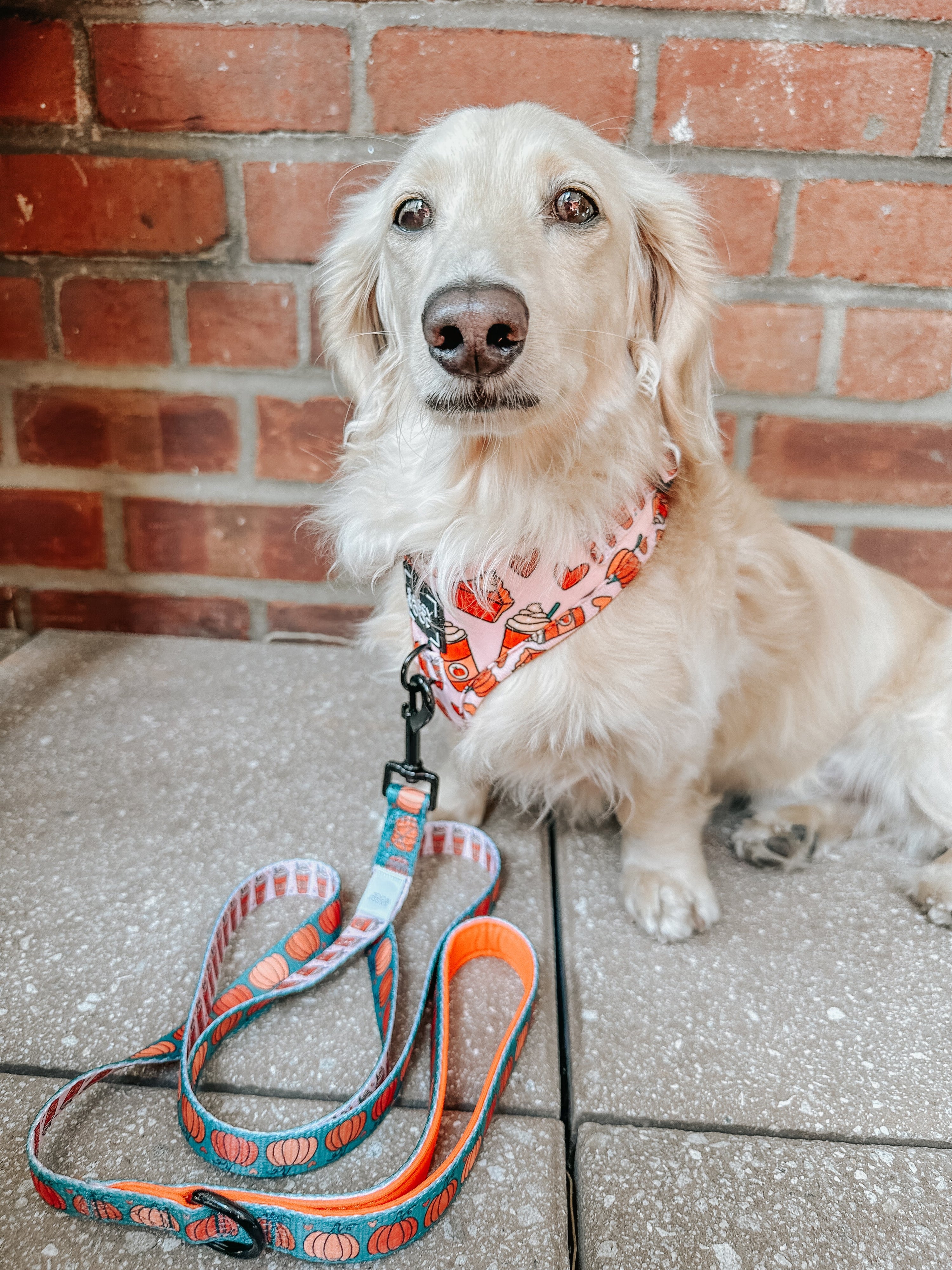 Dog Leash - Pie There!