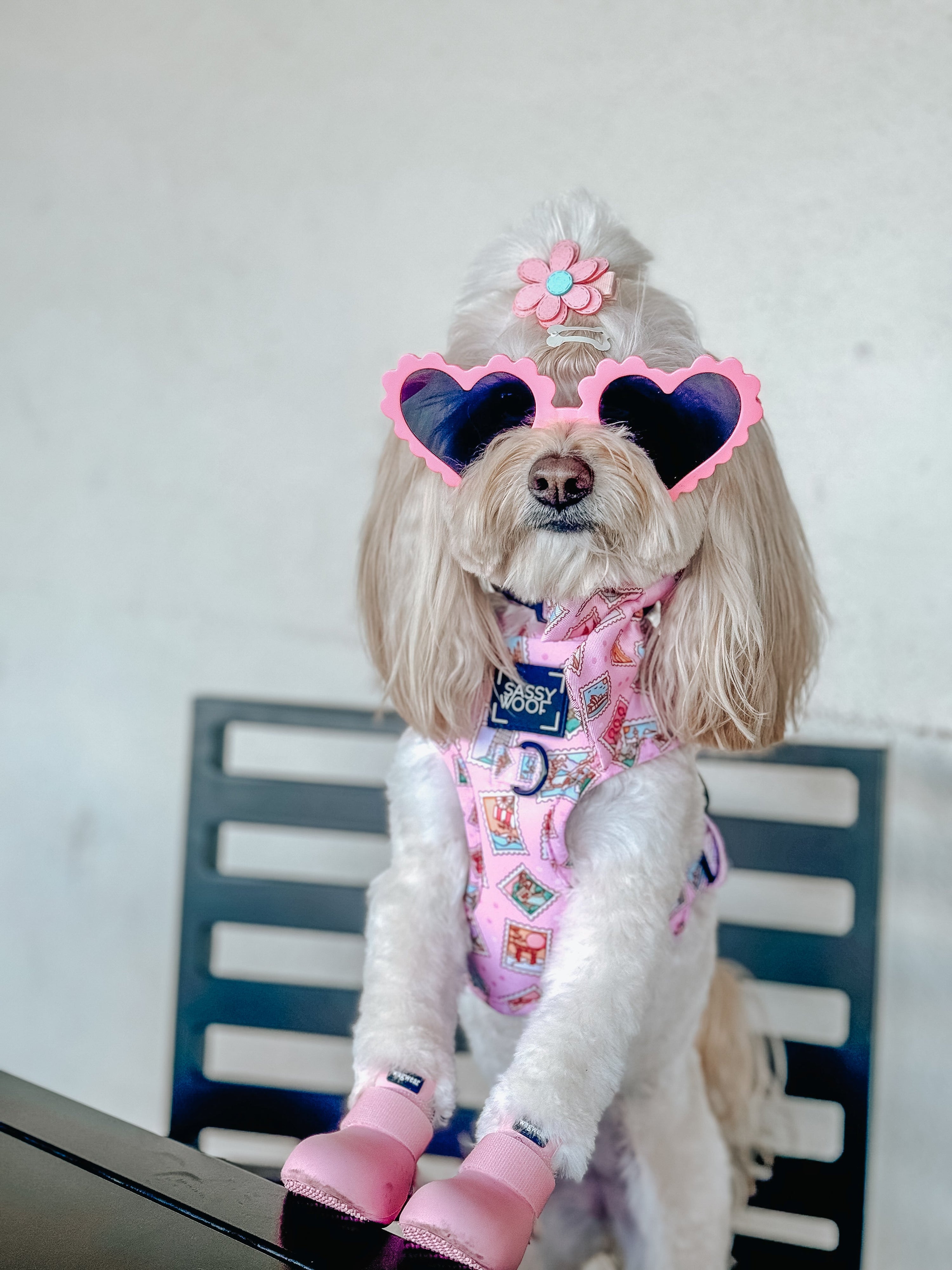 Dog Adjustable Harness - Out of Office
