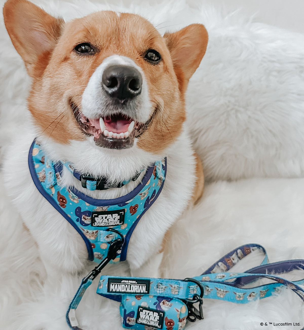 Dog Collar - STAR WARS™ The Mandalorian™