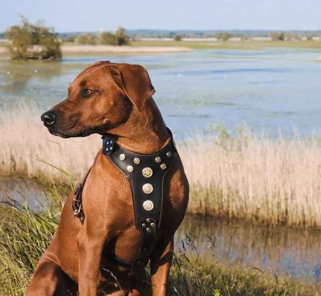Bestia Bijou Black & Orange Leather Large Breed Dog Harness