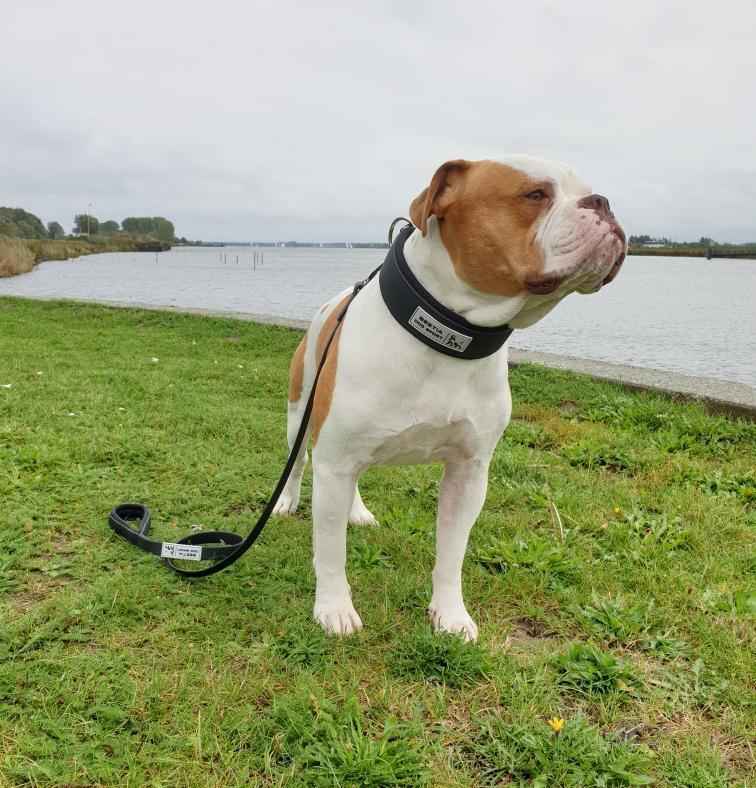 Bestia Dog Sport Tactical Dog Leash