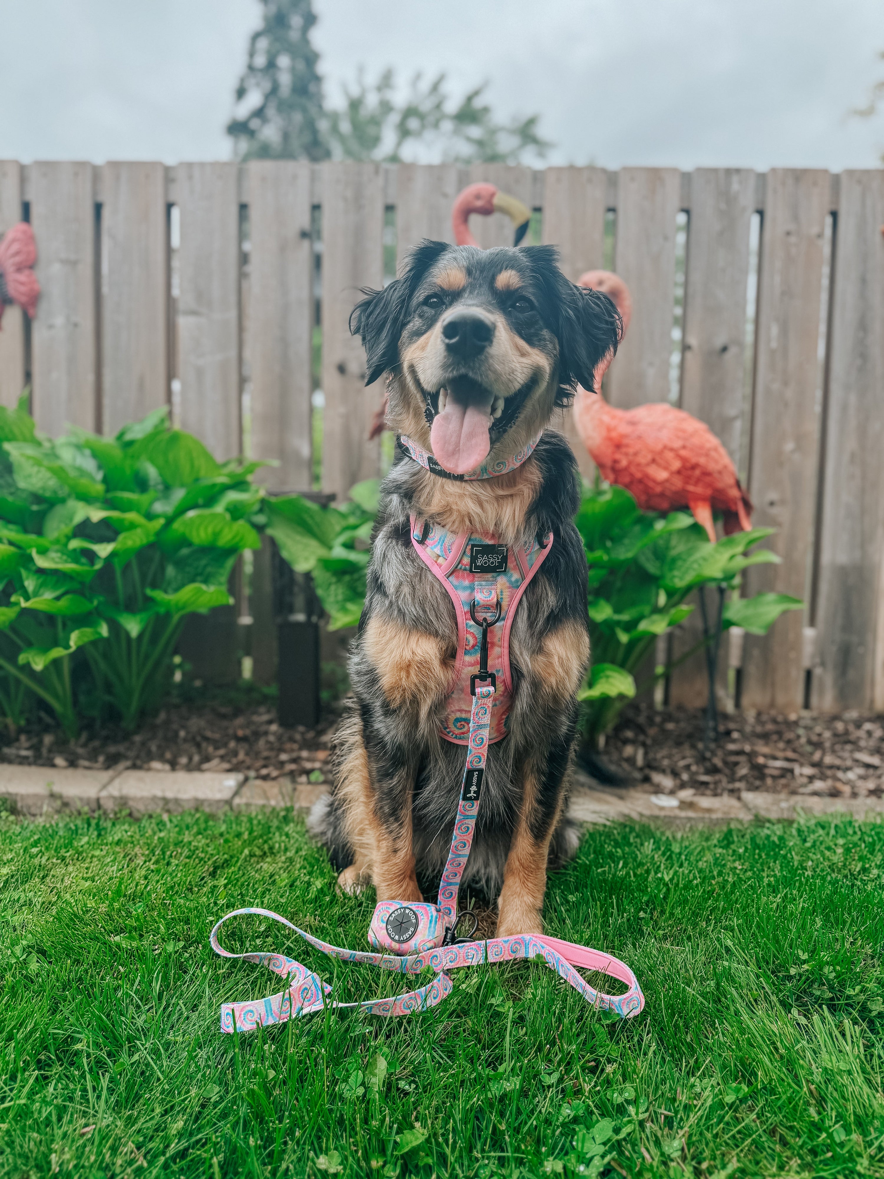 Dog Step-in Harness - Good Vibes