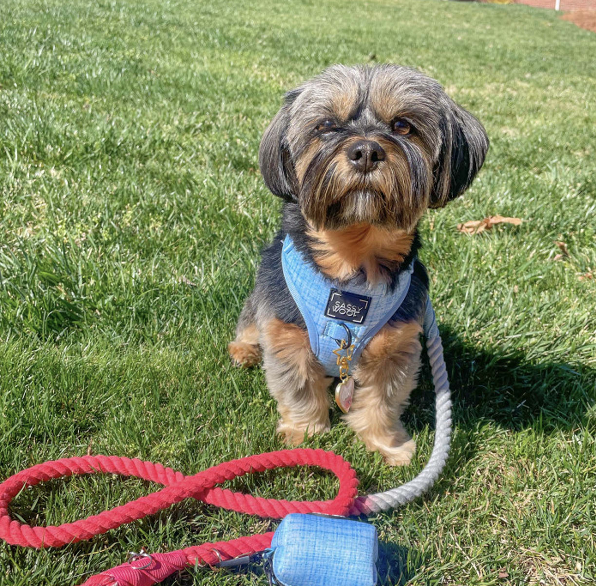Dog Rope Leash - Watermelon Sugar