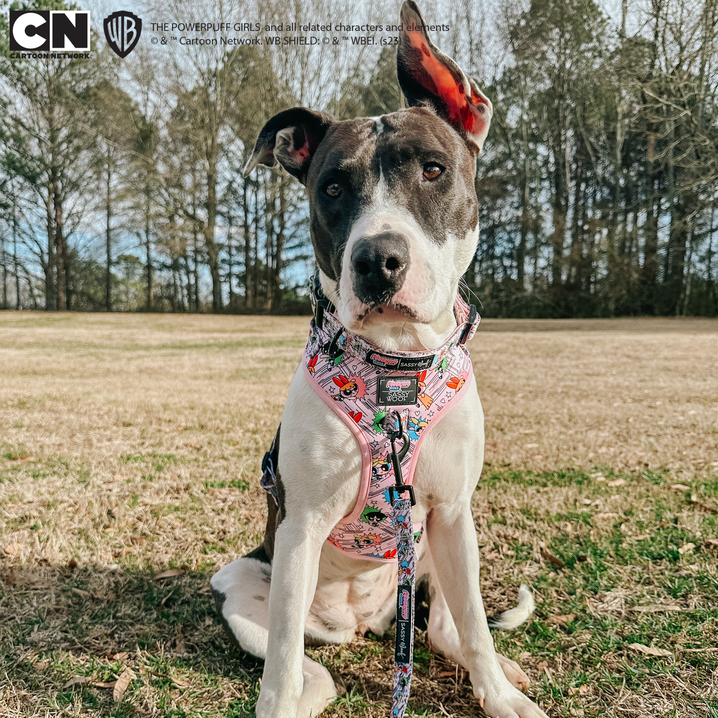 Dog Collar - The Powerpuff Girls™ (Pink)