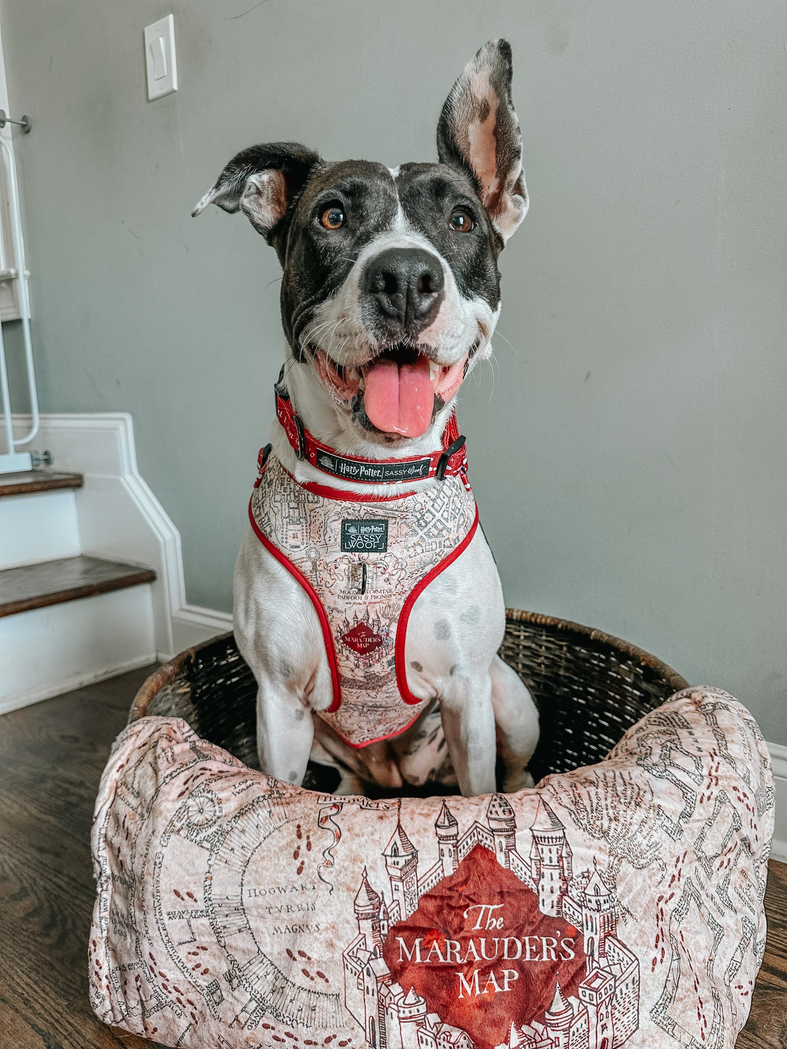 Dog Adjustable Harness - Harry Potter™ Marauders Map™