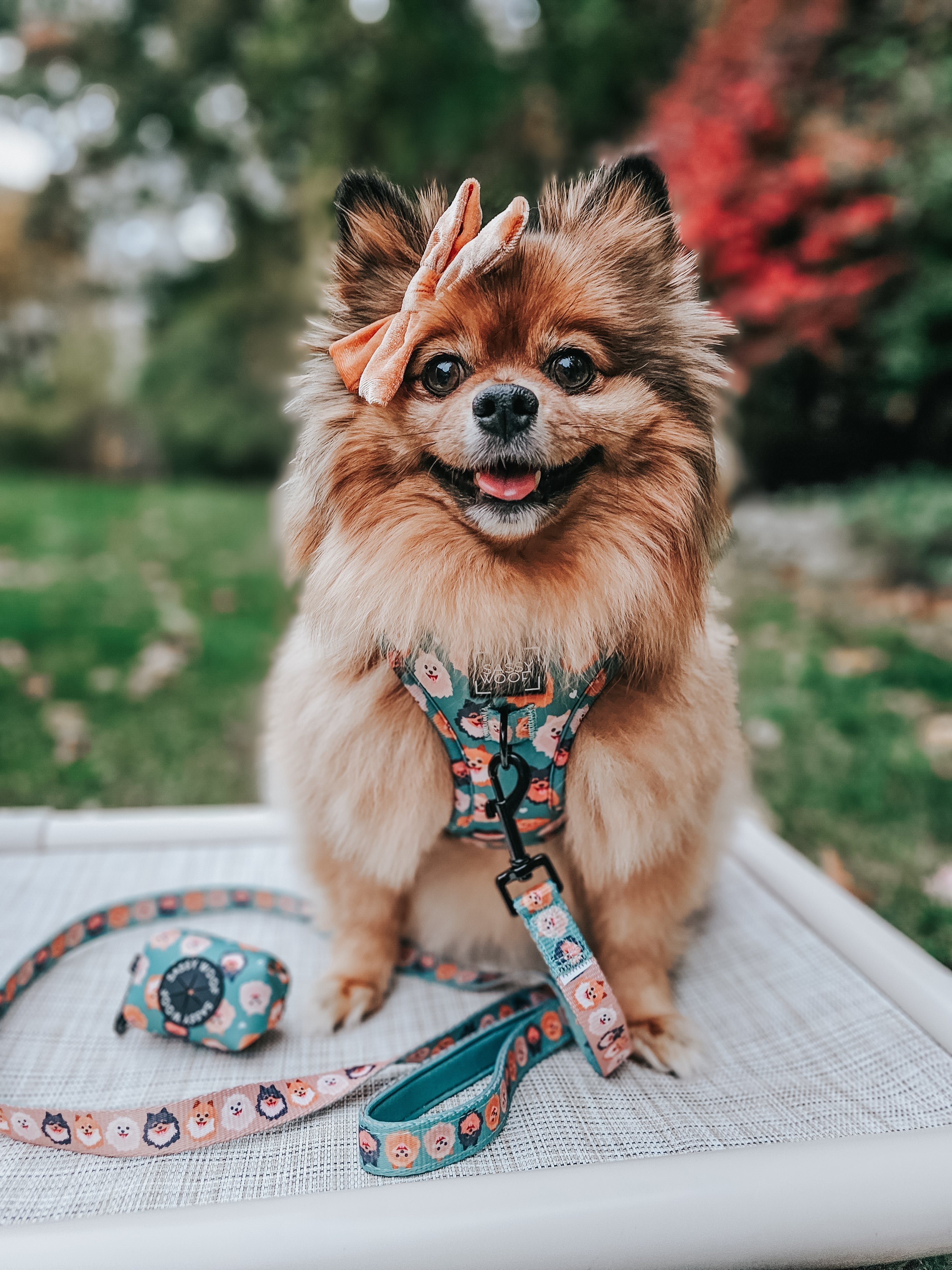 Dog Collar - Pawfect Poms