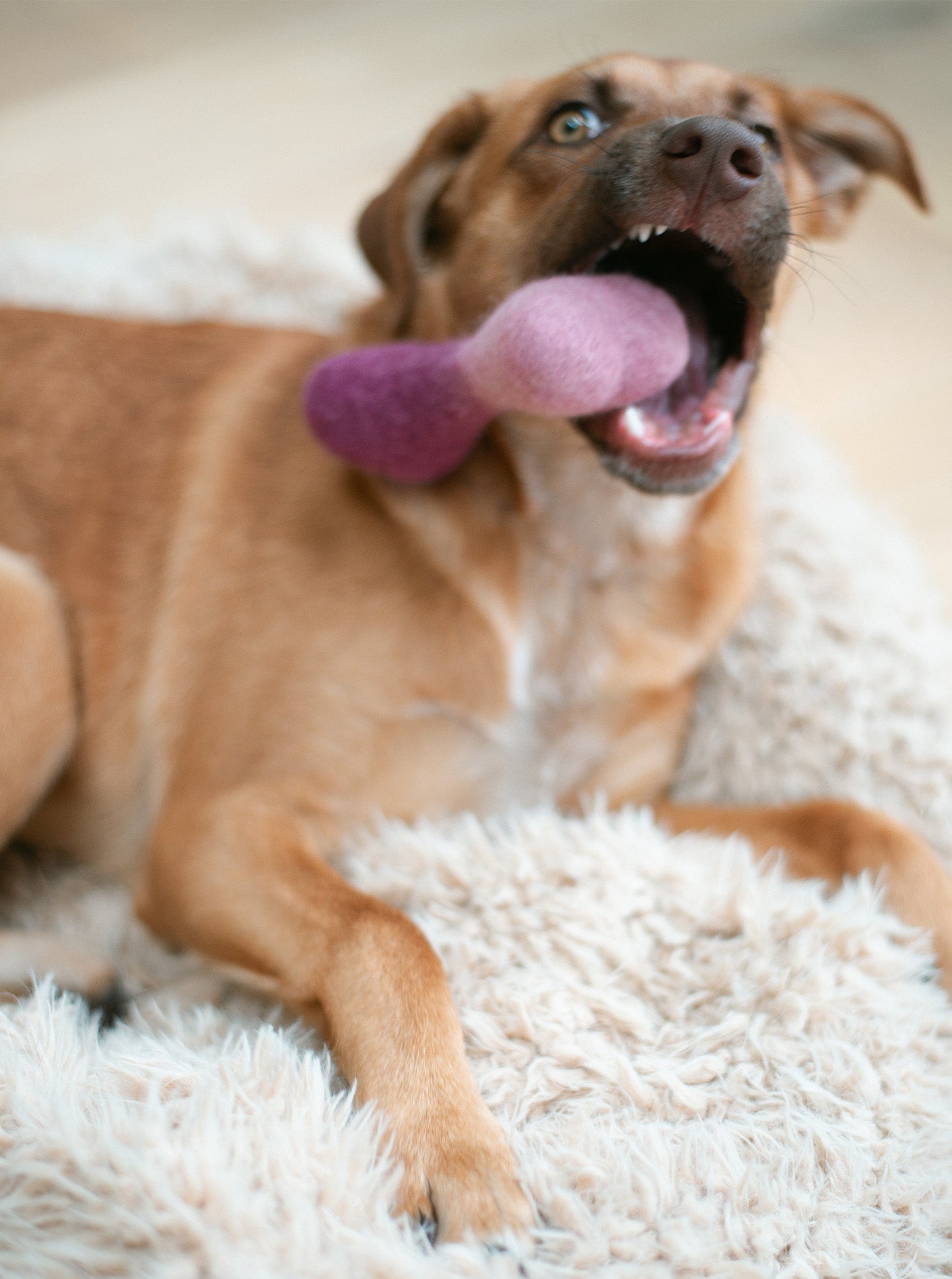 OMBRE WOOLBONE
