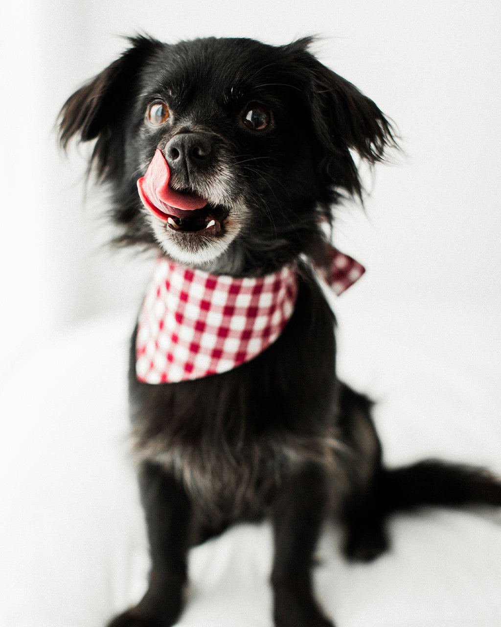 GINGHAM BANDANA | HT Animal Supply