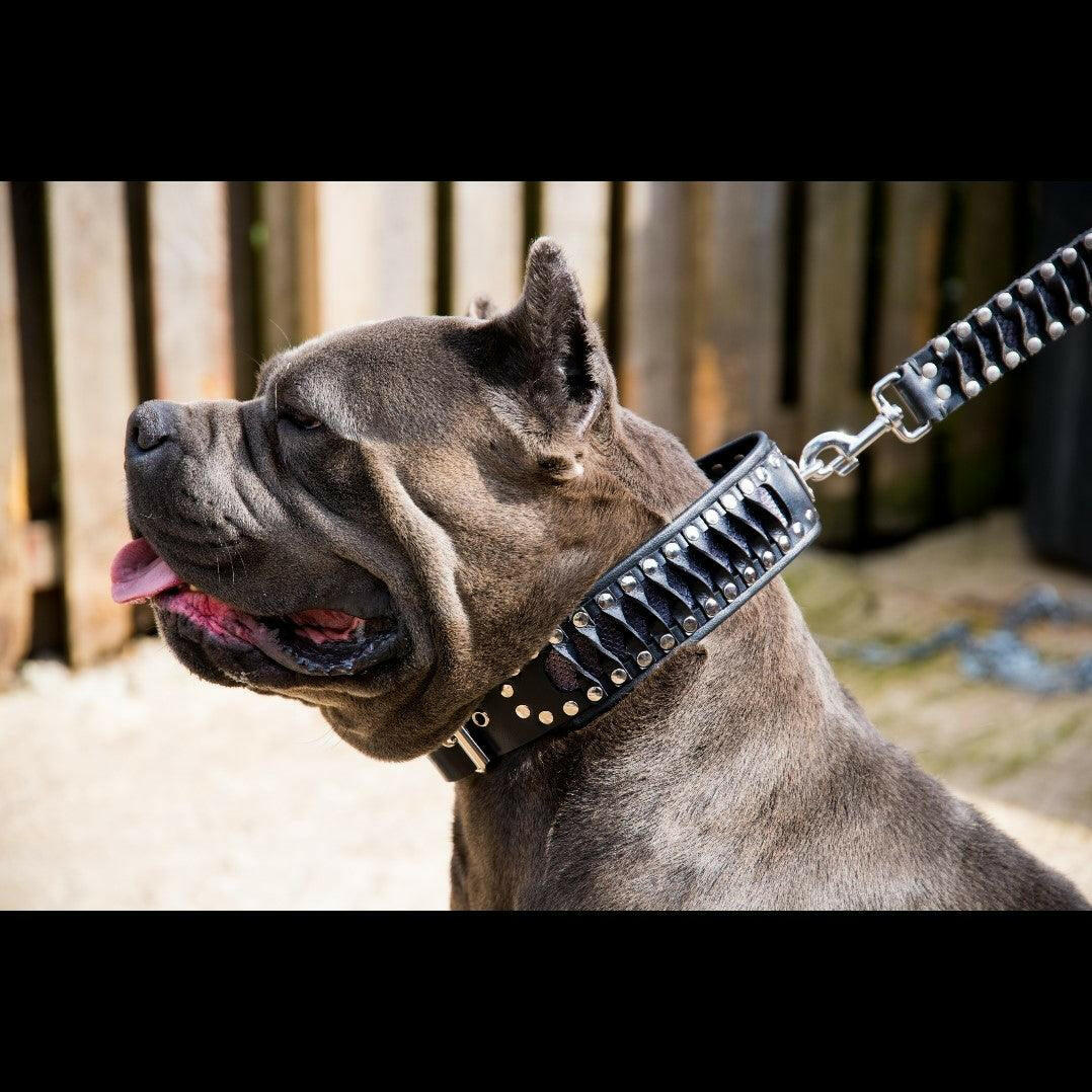 Bestia Dog Gear Genuine Leather Dog Collar 