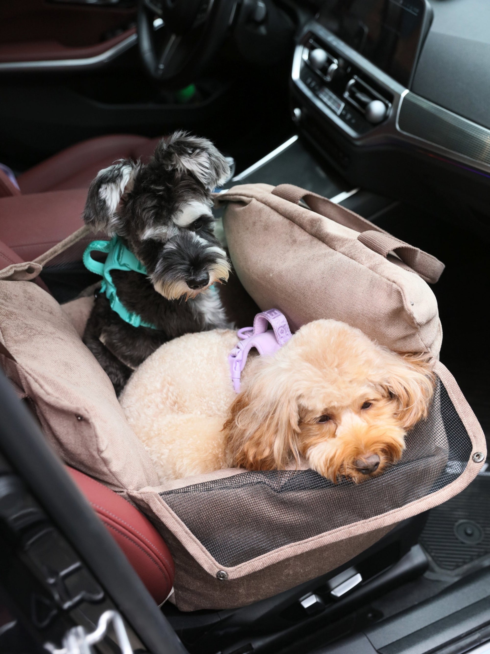 Puff Guard Dog Car Seat-Blue