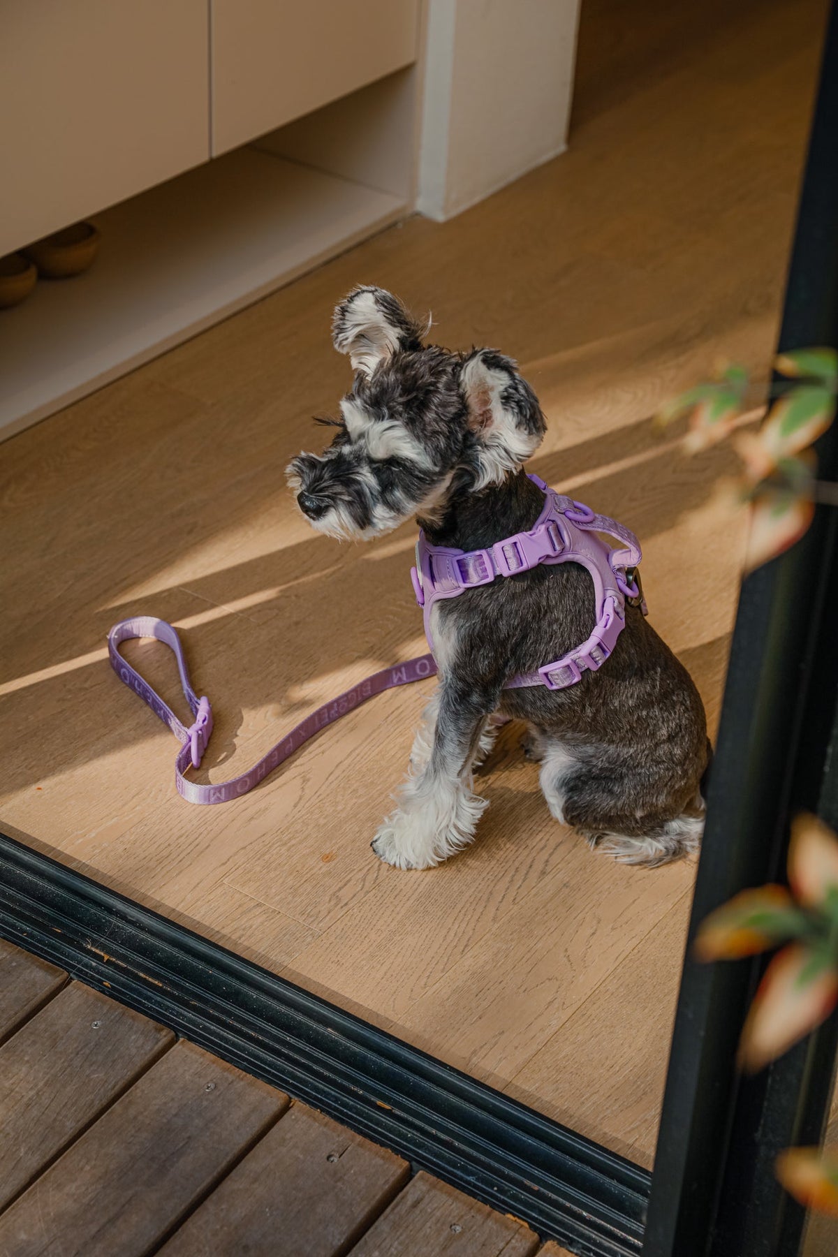 No Pull Active Pet Harness-Mint Purple
