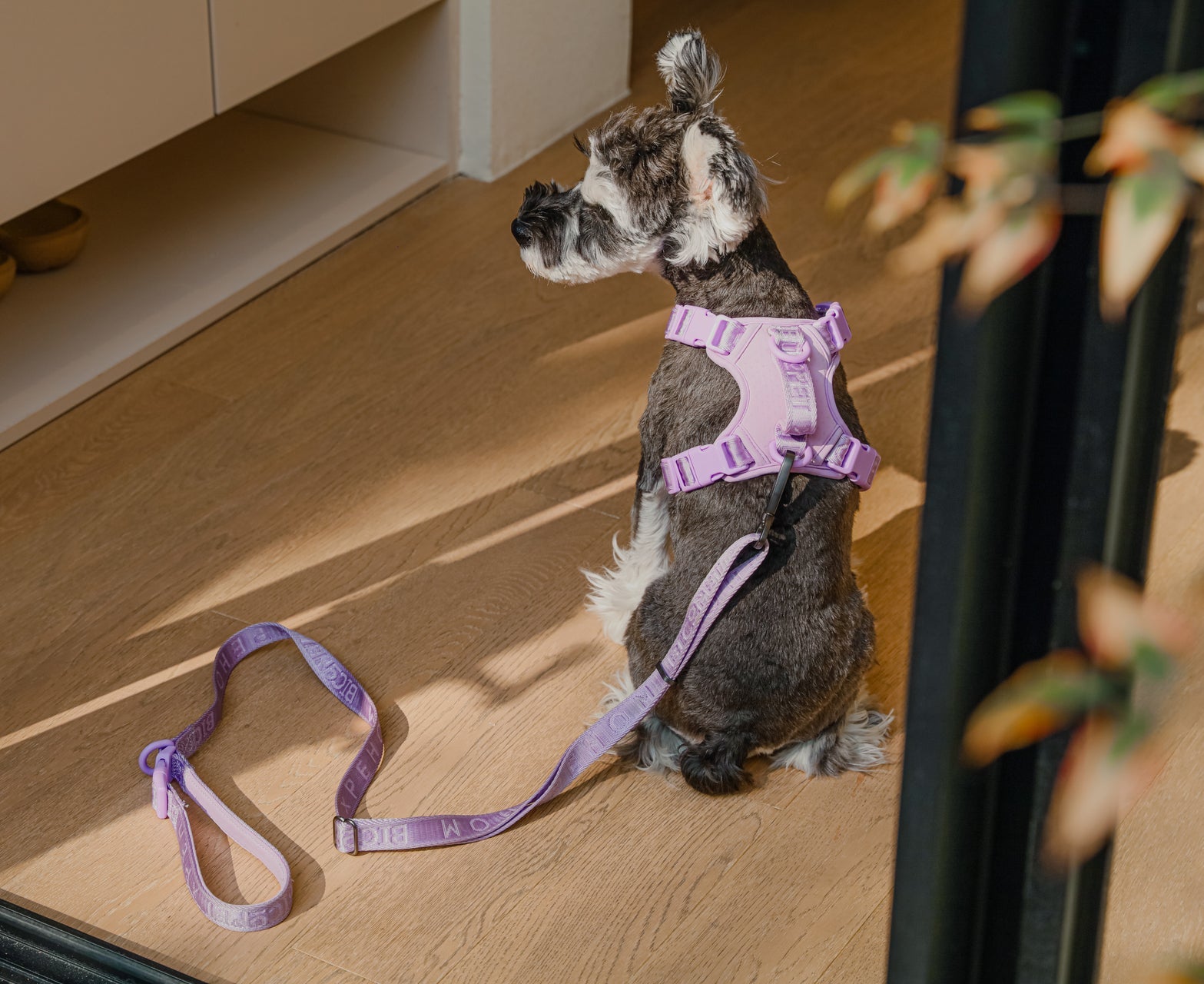 Padded Active Pet Leash-Mint Green