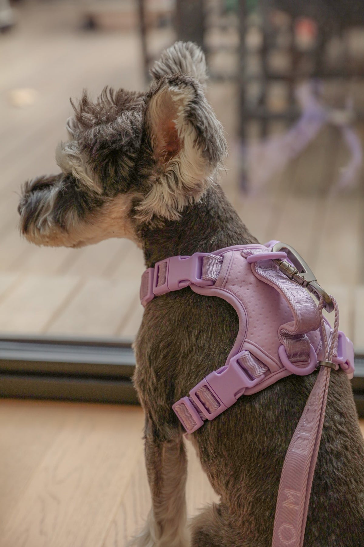 No Pull Active Pet Harness-Mint Purple