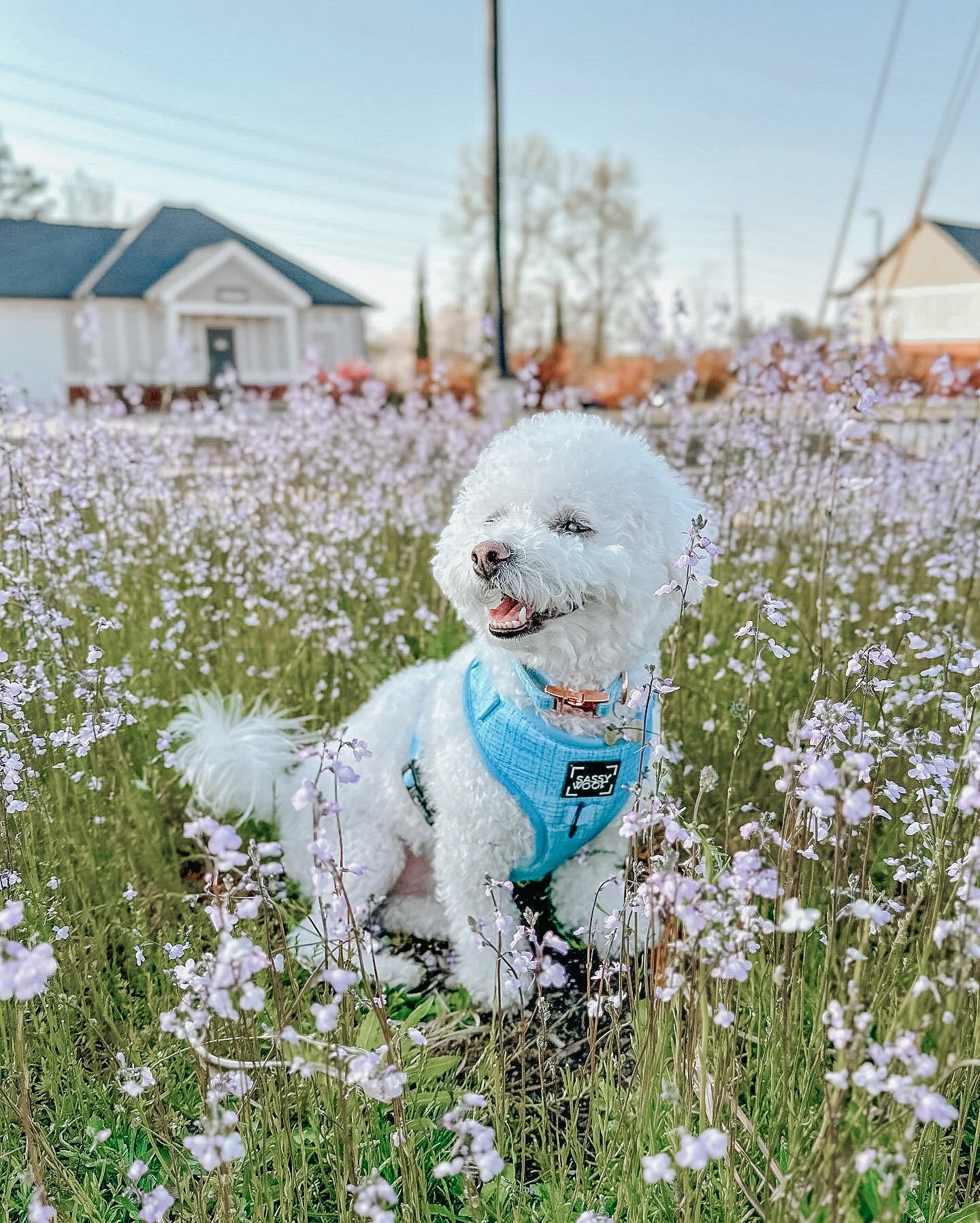 Dog Collar - Blumond