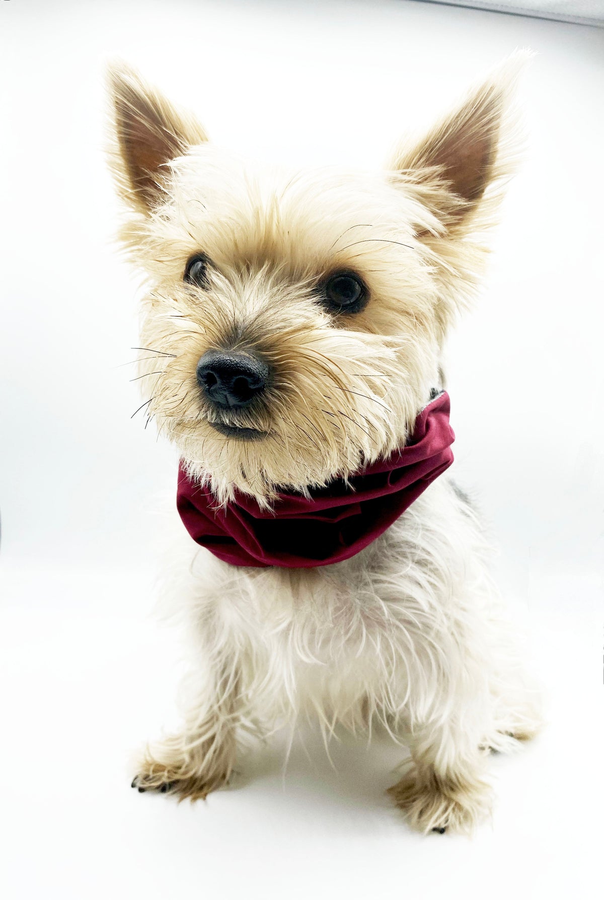 BESPOKE PAWS Bobby Reversible Pet - Cotton Lightweight Warm Winter Snood